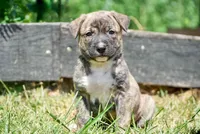 Leo, a male English Bulldog and German Shepherd Dog for sale in Grabill, IN – 1 of 2