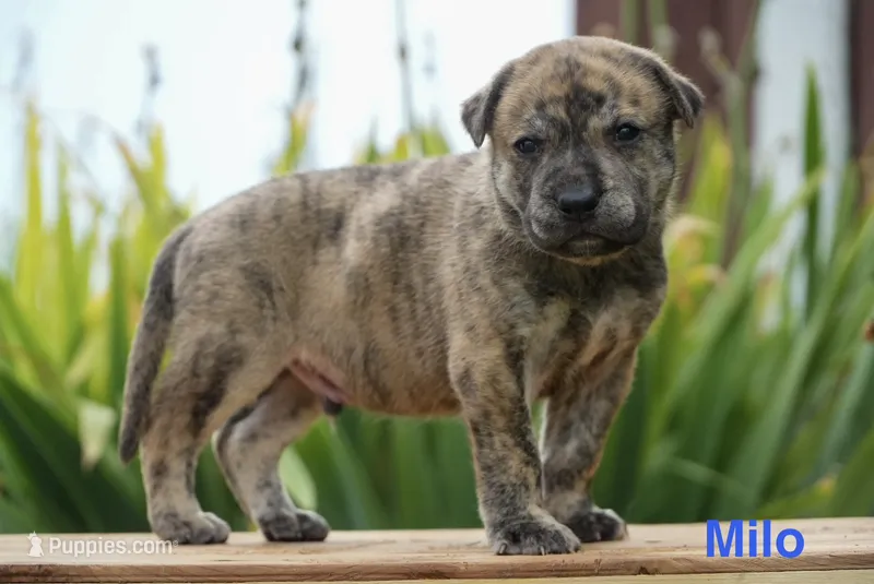 Milo – English Bulldog, German Shepherd Dog puppy for sale in Grabill, IN