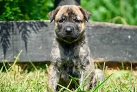 Milo, a male English Bulldog and German Shepherd Dog for sale in Grabill, IN – 1 of 2