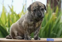 Milo, a male English Bulldog and German Shepherd Dog for sale in Grabill, IN – 2 of 2
