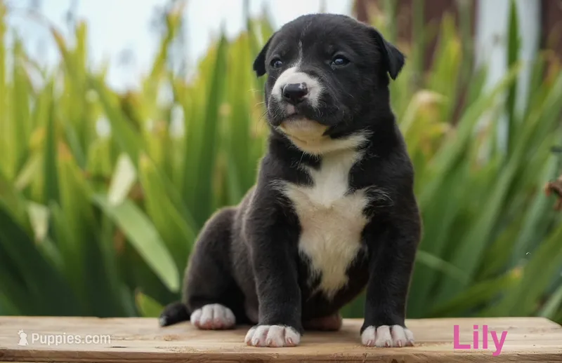 Lily – English Bulldog, German Shepherd Dog puppy for sale in Grabill, IN