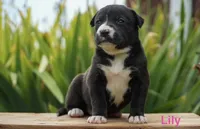 Lily, a female English Bulldog and German Shepherd Dog for sale in Grabill, IN – 1 of 2
