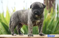 Bear, a male English Bulldog and German Shepherd Dog for sale in Grabill, IN – 2 of 2
