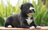 Lily, a female English Bulldog and German Shepherd Dog for sale in Grabill, IN – 2 of 2