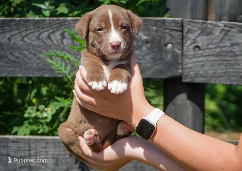 Bella – English Bulldog, German Shepherd Dog puppy for sale in Grabill, IN