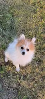 Cookie, a female Pomeranian and Shih Tzu for sale in Canton, MI – 5 of 5