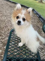 Cookie, a female Pomeranian and Shih Tzu for sale in Canton, MI – 2 of 5