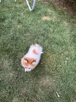 Cookie, a female Pomeranian and Shih Tzu for sale in Canton, MI – 4 of 5