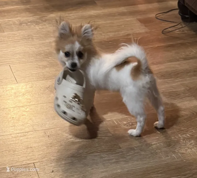 Cookie – Pomeranian, Shih Tzu puppy for sale in Canton, MI