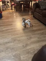 Cookie, a female Pomeranian and Shih Tzu for sale in Canton, MI – 3 of 5