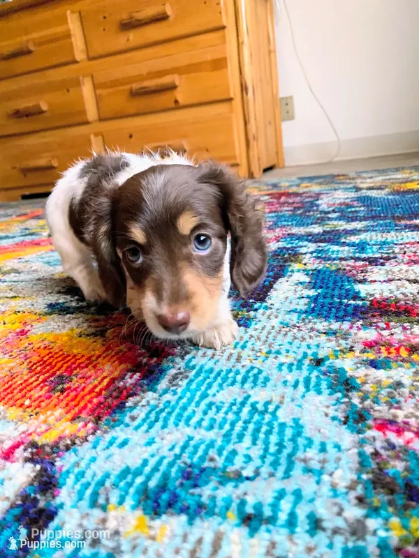 AKC Lh chocolate  – Miniature Dachshund puppy for sale in Acton, CA