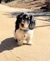AKC Long hair Piebald , a male Miniature Dachshund for sale in Acton, CA – 2 of 2