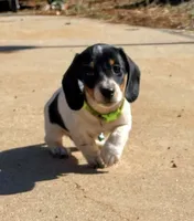 AKC Short hair piebald, a male Miniature Dachshund for sale in Acton, CA – 2 of 2