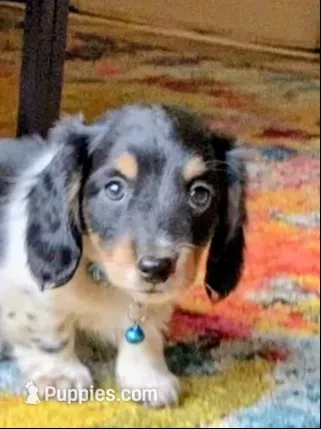 AKC Long hair Piebald  – Miniature Dachshund puppy for sale in Acton, CA