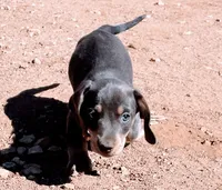 AKC Blue short hair mini, a male Miniature Dachshund for sale in Acton, CA – 1 of 2