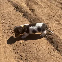 AKC Lh chocolate , a female Miniature Dachshund for sale in Acton, CA – 3 of 3