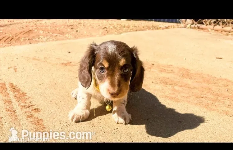 AKC Lh chocolate  – Miniature Dachshund puppy for sale in Acton, CA