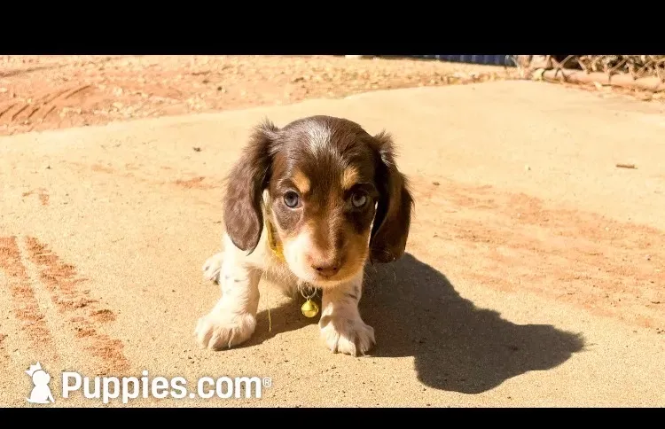 AKC Lh chocolate , a female Miniature Dachshund for sale in Acton, CA – 1 of 3