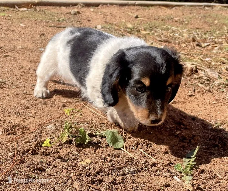 AKC Long hair Piebald  – Miniature Dachshund puppy for sale in Acton, CA