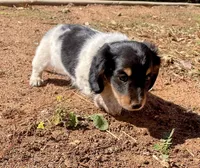 AKC Long hair Piebald , a male Miniature Dachshund for sale in Acton, CA – 1 of 2