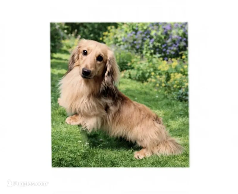 FULL AKC Frankie LHMC, a male Miniature Dachshund for sale in Acton, CA – 1 of 1