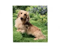 FULL AKC Frankie LHMC, a male Miniature Dachshund for sale in Acton, CA – 1 of 1
