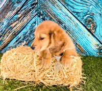 Allan, LH shaded cream Male, a male Miniature Dachshund for sale in Acton, CA – Photo 4 of 4