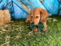 Allan, LH shaded cream Male, a male Miniature Dachshund for sale in Acton, CA – Photo 2 of 4
