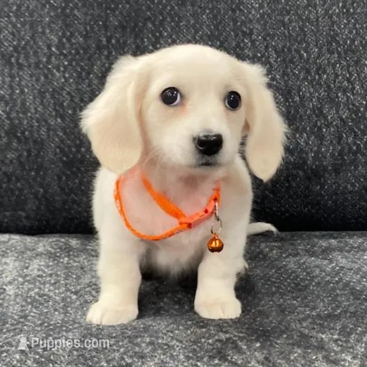 AKC LH Female Orange collar 