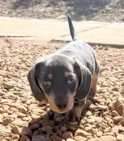 AKC Blue short hair mini, a male Miniature Dachshund for sale in Acton, CA – 2 of 2