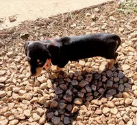 AKC Short hair black n cream, a female Miniature Dachshund for sale in Acton, CA – 2 of 2