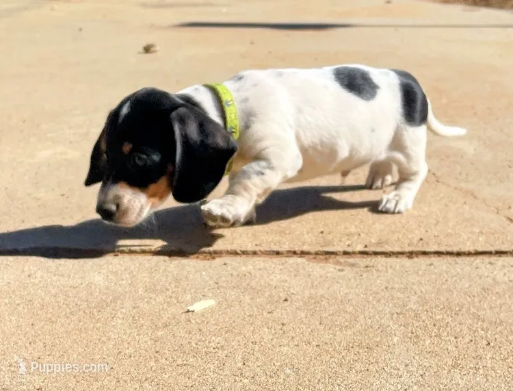 AKC Short hair piebald – Miniature Dachshund puppy for sale in Acton, CA