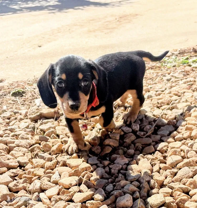 AKC Short hair black n cream – Miniature Dachshund puppy for sale in Acton, CA