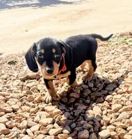 AKC Short hair black n cream, a female Miniature Dachshund for sale in Acton, CA – 1 of 2