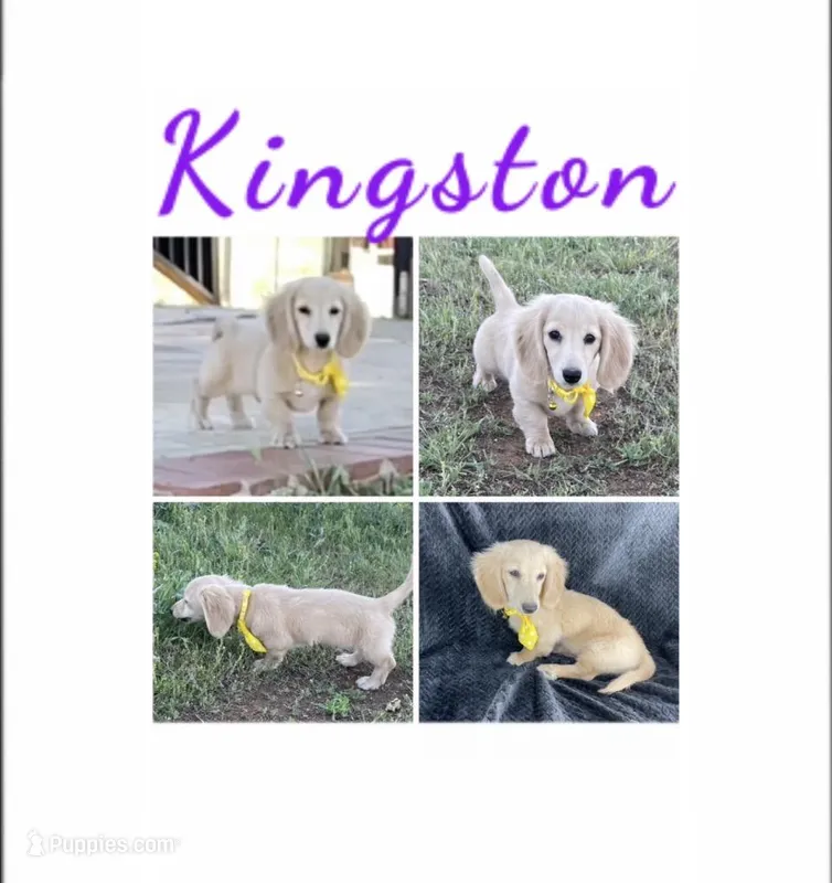 AKC KINGSTON LH Cream – Miniature Dachshund puppy for sale in Acton, CA