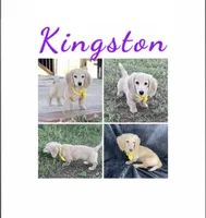 AKC KINGSTON LH Cream, a male Miniature Dachshund for sale in Acton, CA – Photo 1 of 9