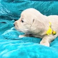 AKC KINGSTON LH Cream, a male Miniature Dachshund for sale in Acton, CA – Photo 6 of 9