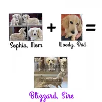 AKC KINGSTON LH Cream, a male Miniature Dachshund for sale in Acton, CA – Photo 8 of 9