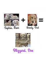 AKC LH Male Yellow collar, a male Miniature Dachshund for sale in Acton, CA – Photo 4 of 6