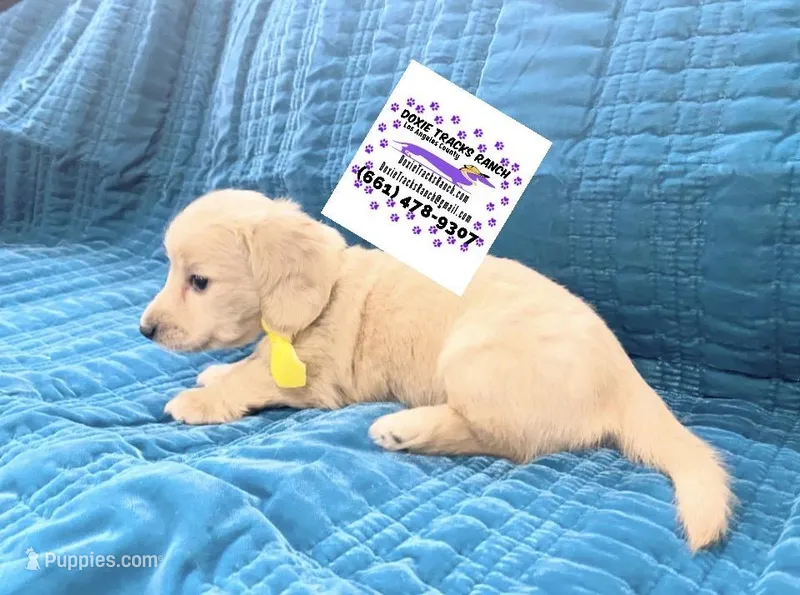 AKC LH Male Yellow collar