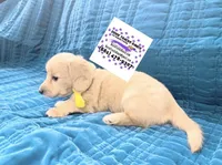 AKC LH Male Yellow collar, a male Miniature Dachshund for sale in Acton, CA – Photo 1 of 6