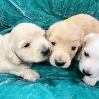 AKC KINGSTON LH Cream, a male Miniature Dachshund for sale in Acton, CA – Photo 7 of 9