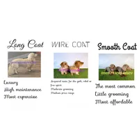 AKC KINGSTON LH Cream, a male Miniature Dachshund for sale in Acton, CA – Photo 9 of 9