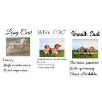 AKC LH Male Yellow collar, a male Miniature Dachshund for sale in Acton, CA – Photo 5 of 6