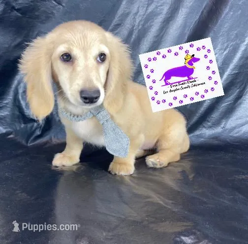 AKC LH Male Yellow collar – Miniature Dachshund puppy for sale in Acton, CA
