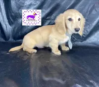 AKC KINGSTON LH Cream, a male Miniature Dachshund for sale in Acton, CA – Photo 4 of 9