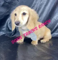 AKC KINGSTON LH Cream, a male Miniature Dachshund for sale in Acton, CA – Photo 3 of 9