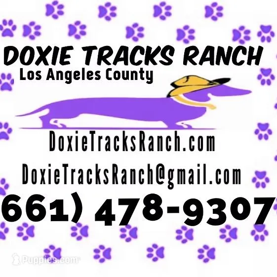 AKC LH Male Yellow collar, a male Miniature Dachshund for sale in Acton, CA – Photo 6 of 6