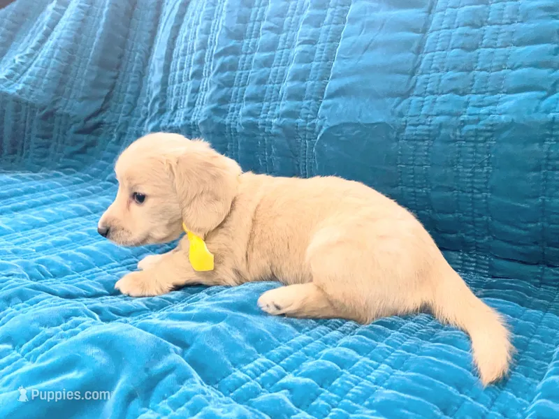 AKC LH Male Yellow collar