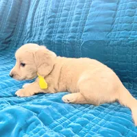 AKC KINGSTON LH Cream, a male Miniature Dachshund for sale in Acton, CA – Photo 5 of 9